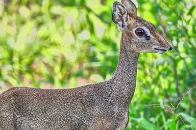 Close-up portrait of deer