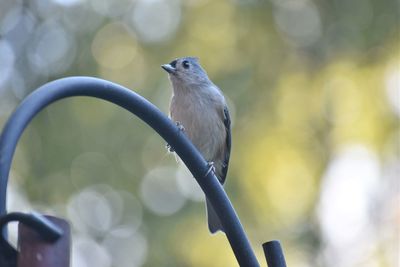 Close-up of bird perching on metal