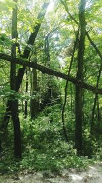 Trees in forest