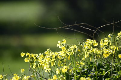 Close-up of yellow flowering plant