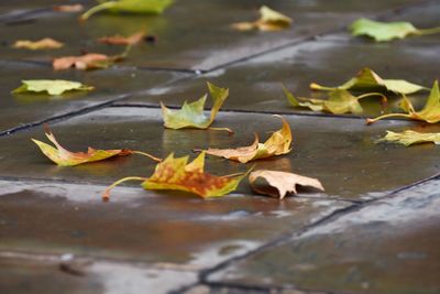Autumn leaves fallen on water