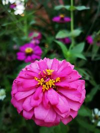 Close-up of pink flower
