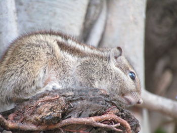 Close-up of squirrel on tree