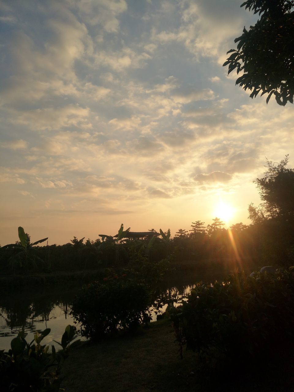 sunset, tree, nature, beauty in nature, scenics, sky, tranquility, tranquil scene, silhouette, sun, cloud - sky, no people, outdoors, growth, sunlight, landscape, plant, day