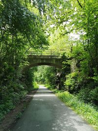 Road amidst trees in forest