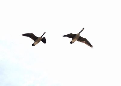 Low angle view of birds flying in sky