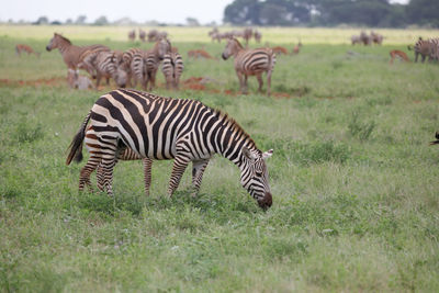 Zebras in a field