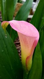 Close-up of water lily
