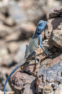 Sinai agama with his sky-blue coloration in the mountains of ras al khaimah, united arab emirates
