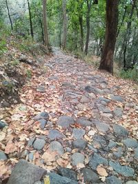 Footpath amidst trees in forest