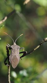 Close-up of butterfly on leaf