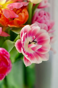 Close-up of pink flower