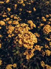 Close-up of flowers blooming outdoors