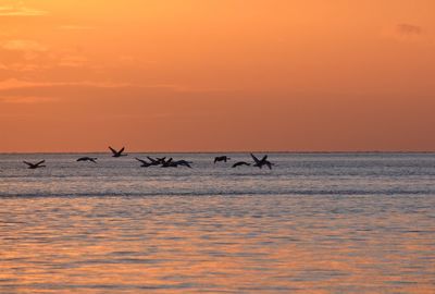 Silhouette birds in sea against orange sky