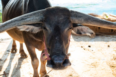 Close up asian buffalo head shot in buffalo village, thailand.