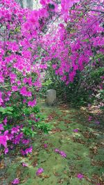 Pink flowering plants on land