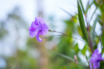 Close-up of purple flowering plant