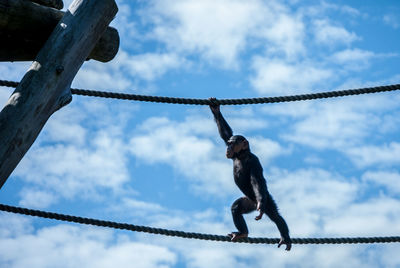 Low angle view of monkey on rope against sky