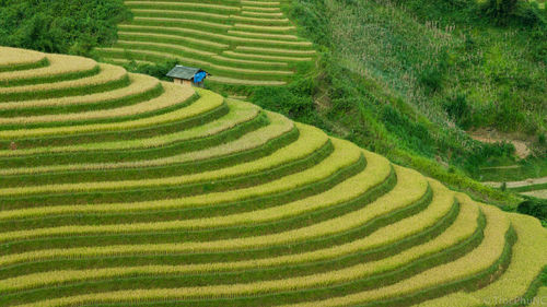 High angle view of rice terraced field