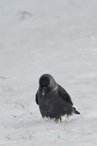 Bird in water