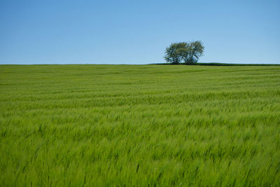 Scenic view of agricultural field against clear sky