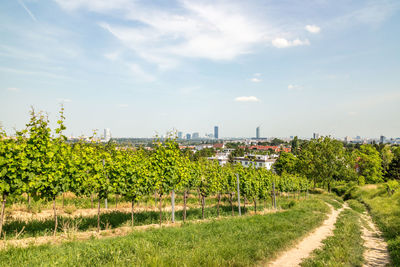 Scenic view of field against sky