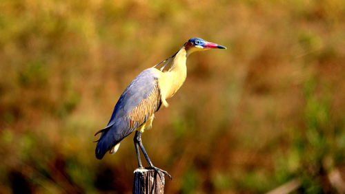 Close-up of bird perching on wooden post