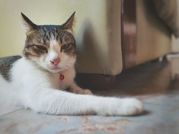 Close-up of cat resting on floor at home