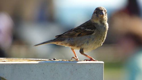 Close-up of bird perching outdoors
