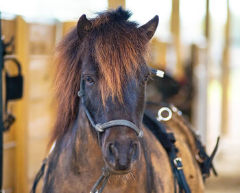 Close-up of horse at stable