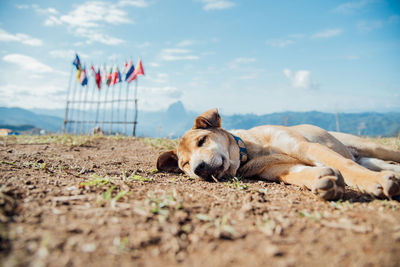 View of a dog resting on a land