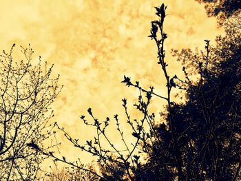 Low angle view of silhouette plants against sky during sunset