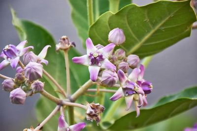 Close-up of pink flowering plant