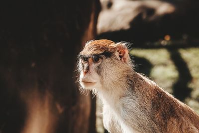 Close-up of monkey