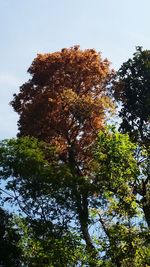 Low angle view of tree against sky