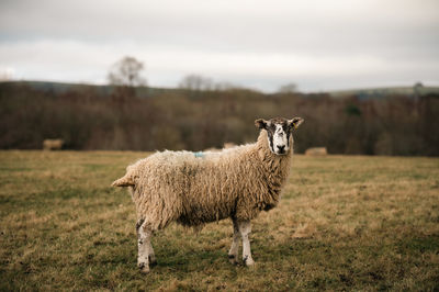 Sheep grazing on field