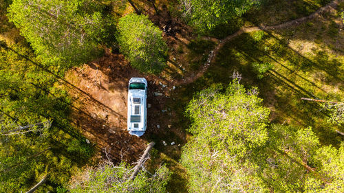 High angle view of trees in forest