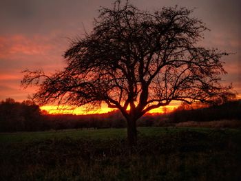 Silhouette bare tree on field against sky during sunset