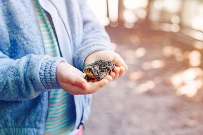 Closeup of kid child baby hands holding small green brown forest frog outside on sunny summer day