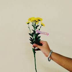 Close-up of hand holding yellow flowers against white background