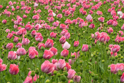 Close-up of pink tulip flowers in field