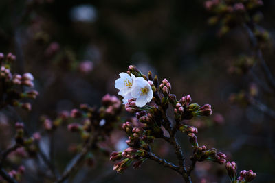 Close-up of pink cherry blossoms in spring