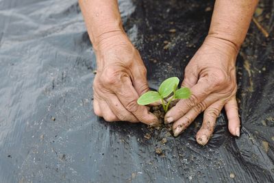 Midsection of man holding leaf