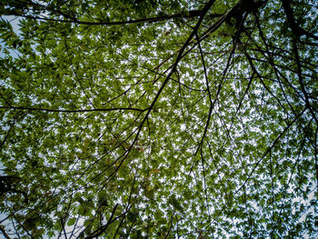 Low angle view of bamboo trees in forest