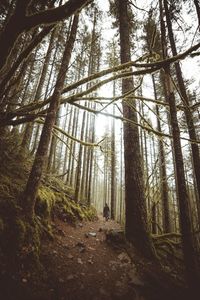 Low angle view of trees in forest