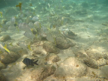 High angle view of crab in water