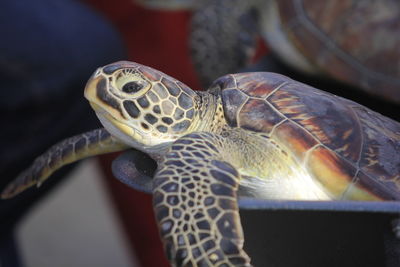 Close-up of a turtle