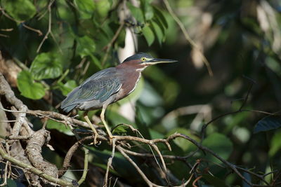 Close-up of bird perching on branch