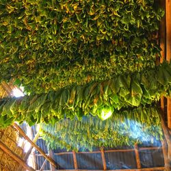 Close-up of ivy hanging on tree