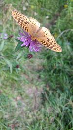 Close-up of butterfly pollinating on flower